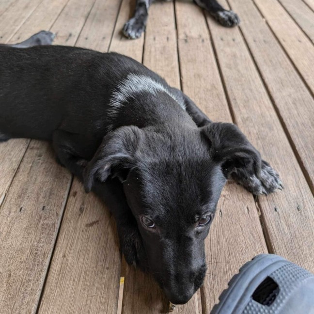 Photo of Bop