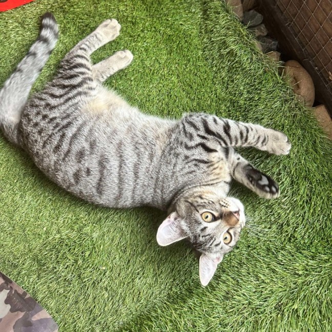 Photo of Apollo