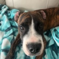 Photo of Chester