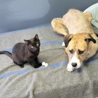 Photo of Buzz   6 Month Old Domestic Shorthair