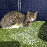 Photo of Cola