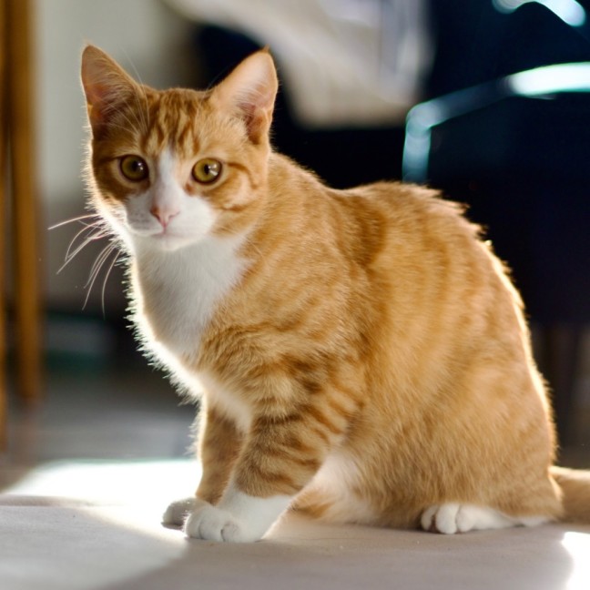 Photo of 💜 Nutmeg 💜