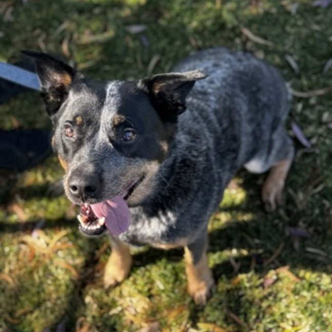 Photo of Shadow (67859)