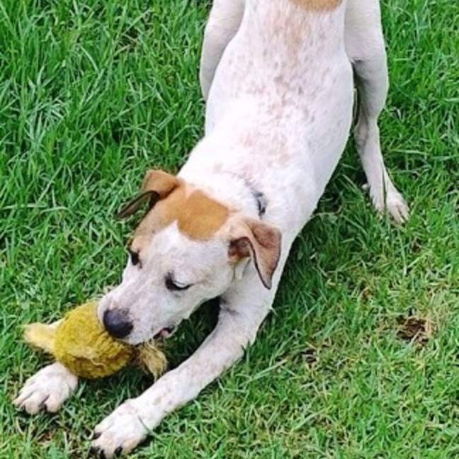 Photo of Max ~ 4 Month Old, Australian Cattle Dog, Puppy