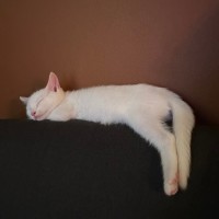 Photo of Sailor