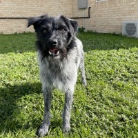 Photo of Whiskey