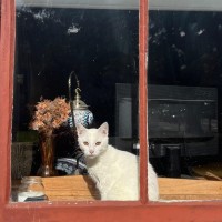 Photo of Tofu 
