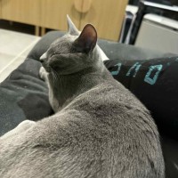 Photo of Skye 🦋🐈🐾