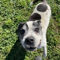 Photo of Buster 