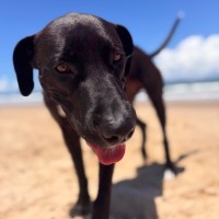 Photo of Blaze
