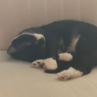 Photo of Daisy