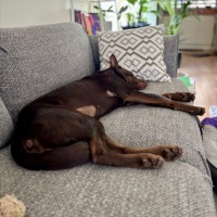 Photo of Jalebee