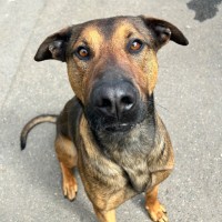 Photo of Sampson