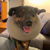 Photo of Pepper