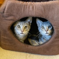 Photo of Miyo **2nd Chance Cat Rescue**