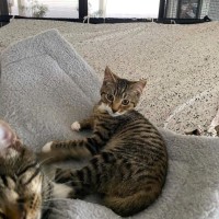 Photo of Sox