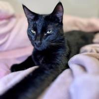 Photo of Callum **2nd Chance Cat Rescue**