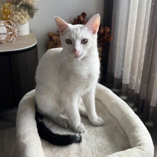 Lumi - Domestic Short Hair (DSH) Cat