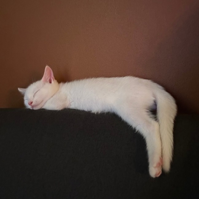 Photo of Sailor