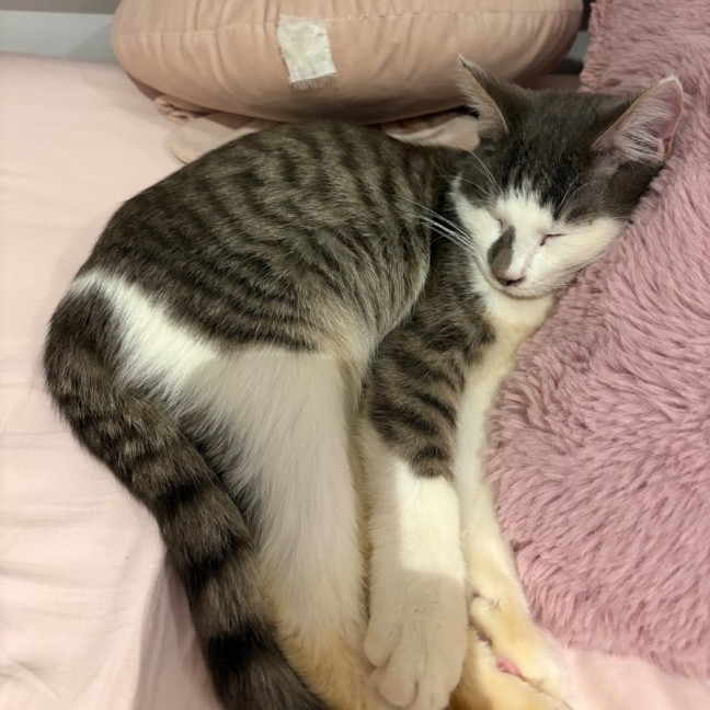 Photo of Jax