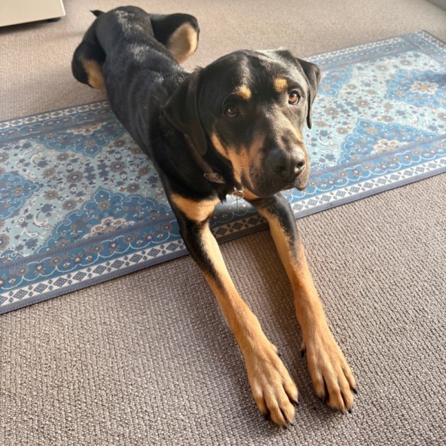 Photo of Rocky Balboa