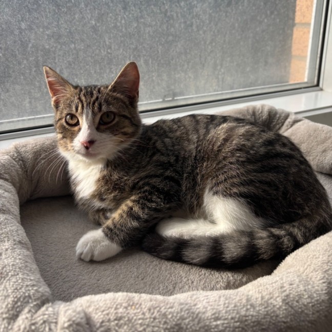 Photo of Normie 💙