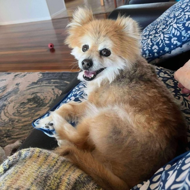 Photo of Banjo