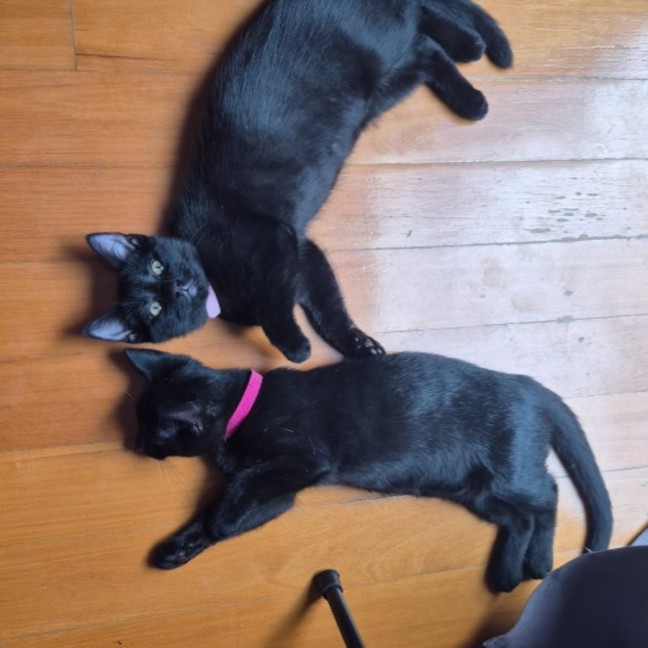 Photo of Purrsephone