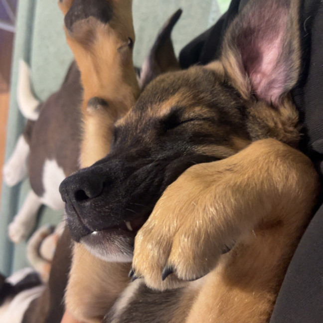 Photo of Merv  3 Month Old German Shepherd X