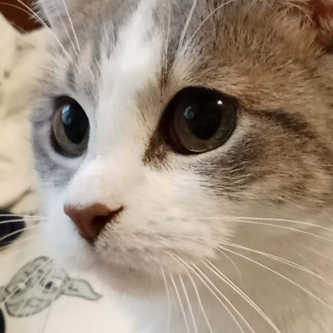 Photo of Faye ^^Dandy Cat Rescue^^