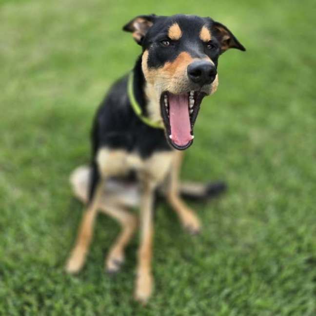 Photo of Pharaoh