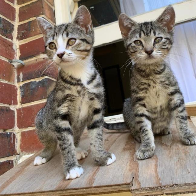 Photo of Bean & Munchkin