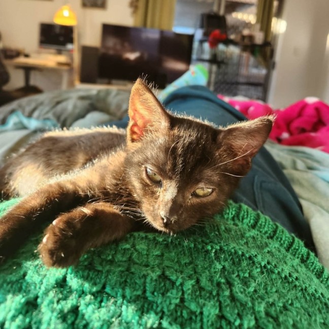 Photo of Comet