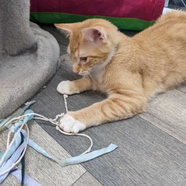 Photo of Scotty   Located In Preston