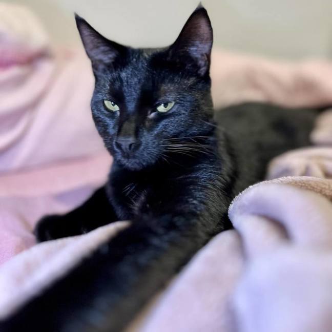 Photo of Callum **2nd Chance Cat Rescue**