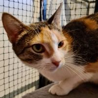 Photo of Lady