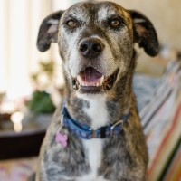 Photo of Misty And Boss