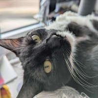 Photo of Max   In Foster Care In Reservoir