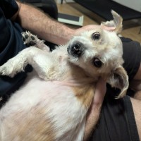 Photo of Bruiser