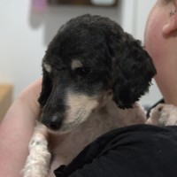 Photo of Oliver 