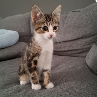 Photo of Dash