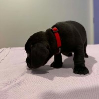 Photo of Ruby