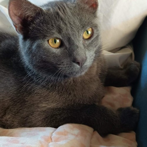 Zen - Domestic Short Hair (DSH) Cat