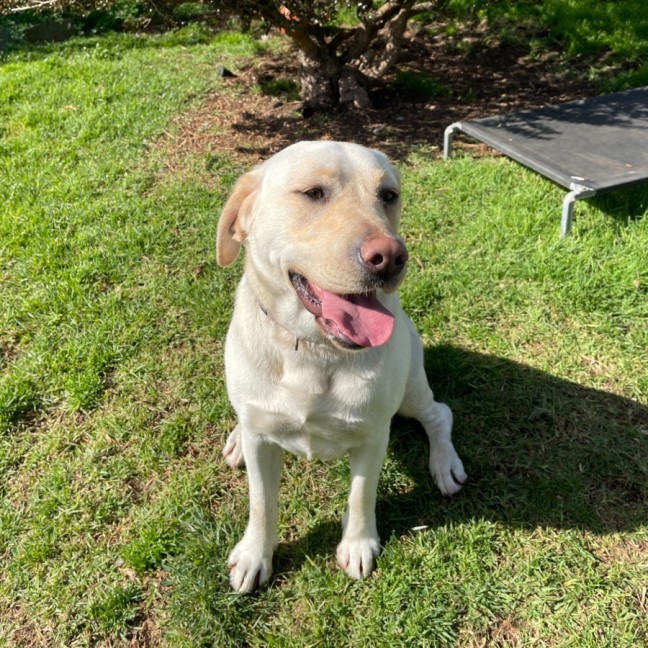 Photo of Nala