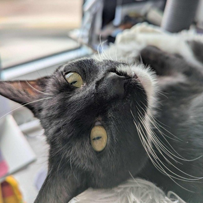 Photo of Max   In Foster Care In Reservoir