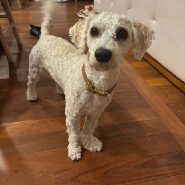 Photo of Beanie 
