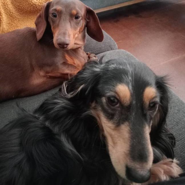 Photo of Gertie & Tootsie