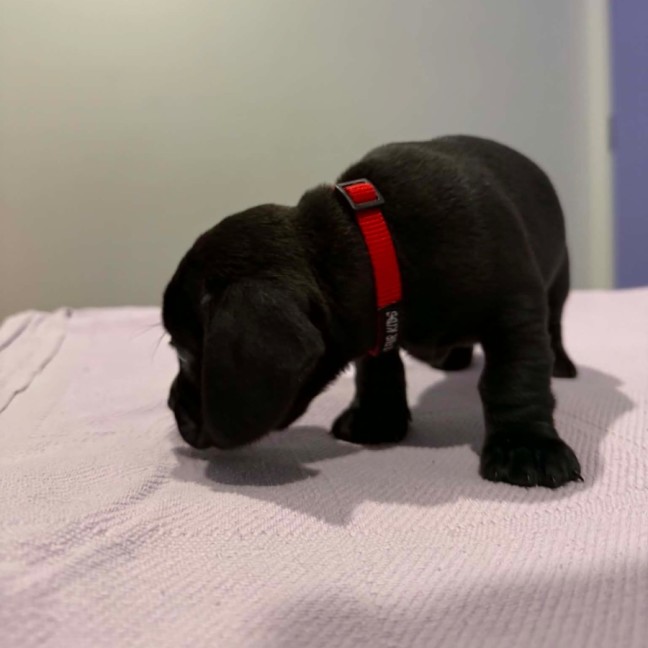 Photo of Ruby
