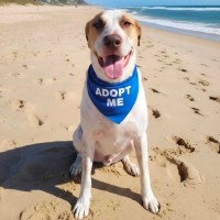 Photo of Rusty *$250 Adoption Fee*