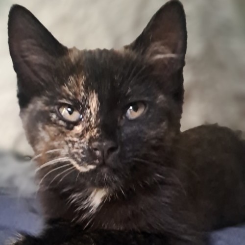 Plum - Domestic Short Hair (DSH) Cat